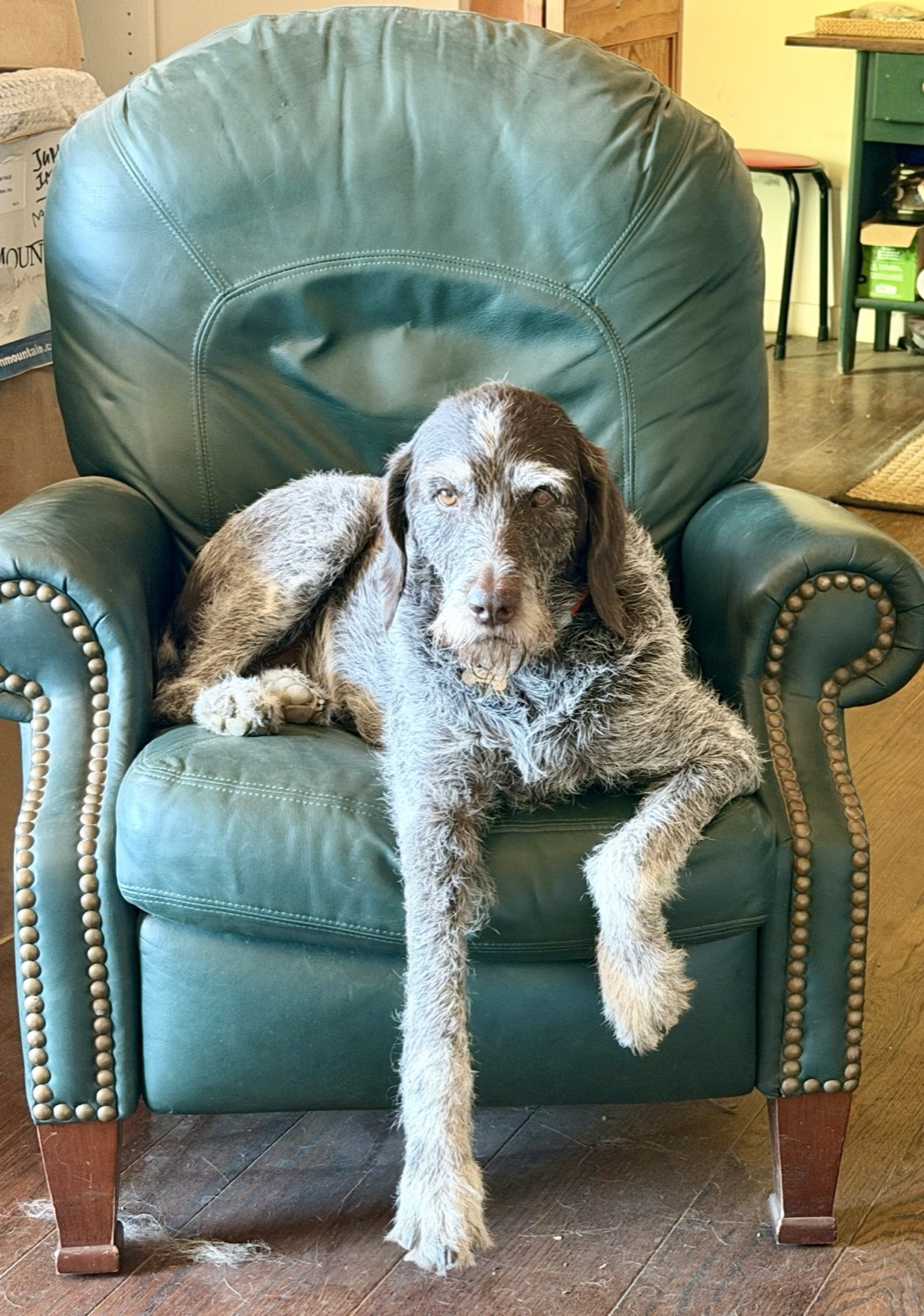 A boarder claiming the leather armchair like he owns it