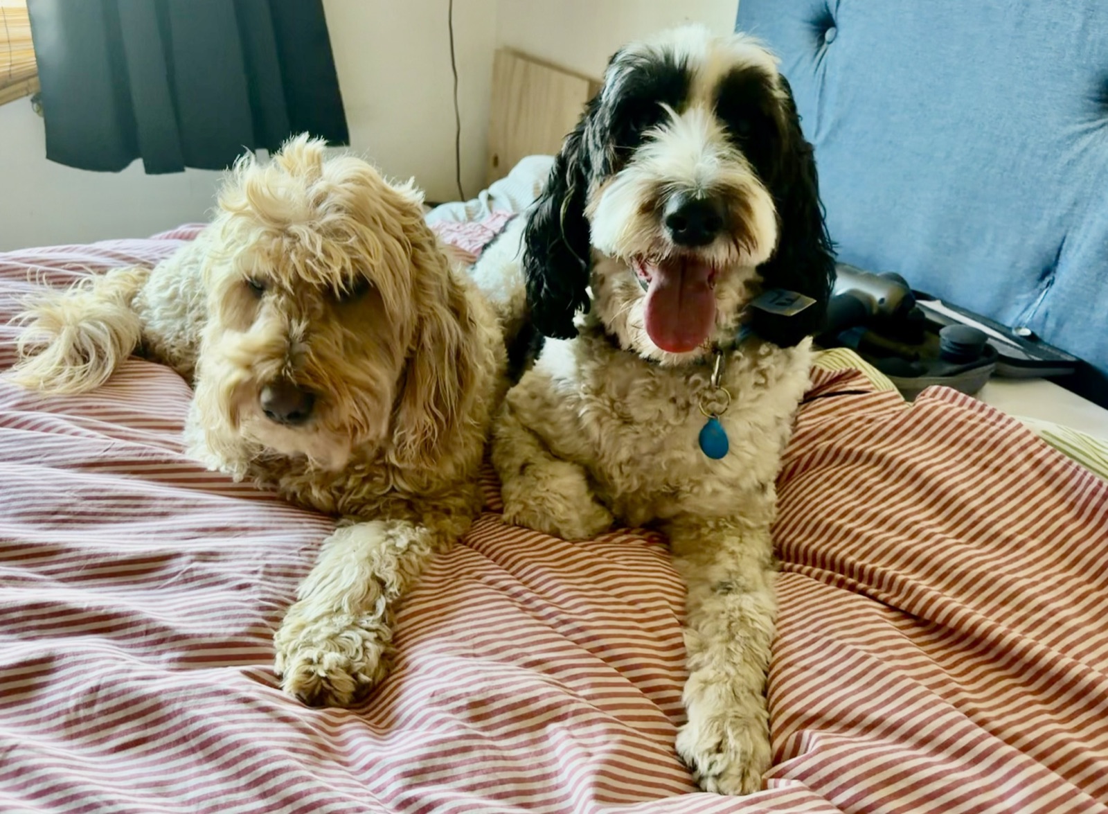 Two dogs settled in on the bed for the night
