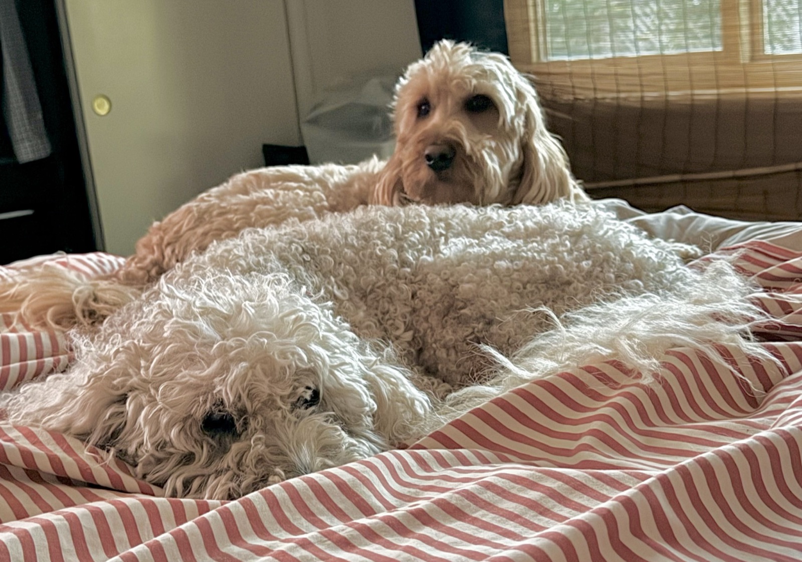 Two doodles lounging on the bed at daycare