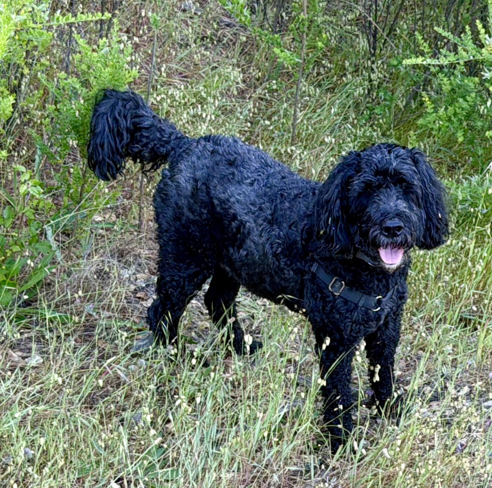 A black doodle standing tall in the trailside grass
