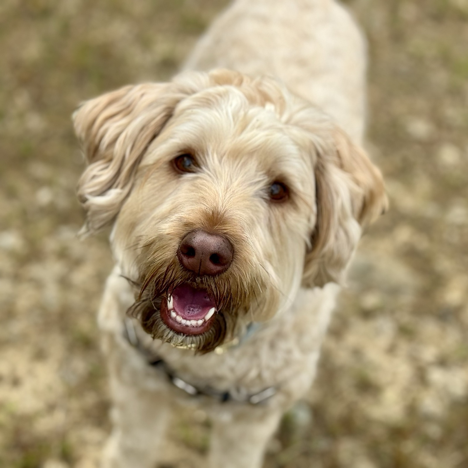A happy doodle in golden summer grass