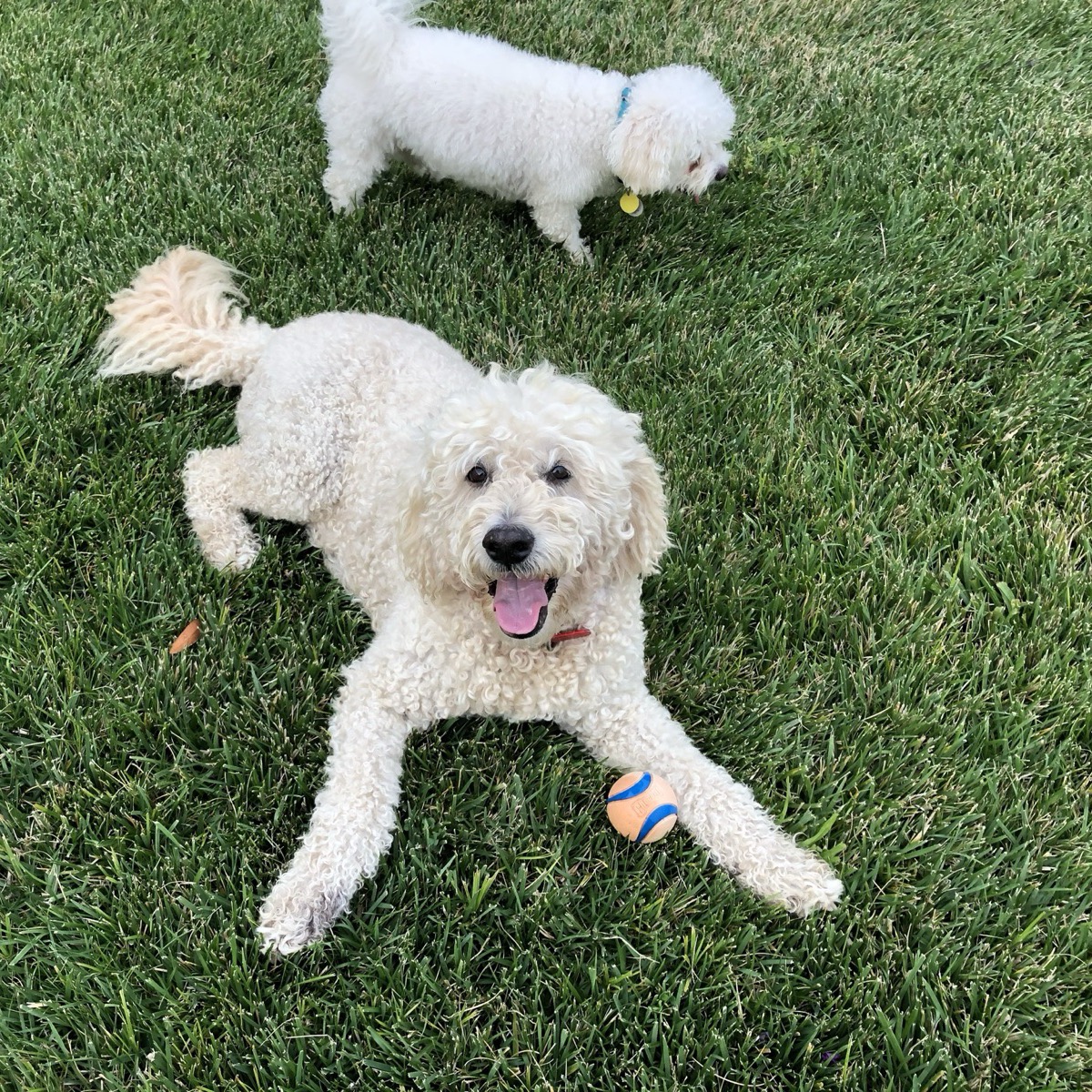 Harley, the original hound, lying on the grass with his ball