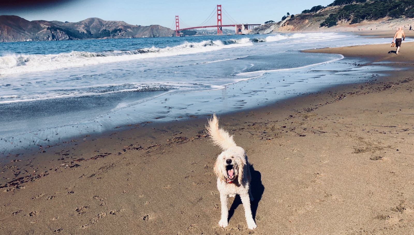A pack dog trotting up the beach with the Golden Gate Bridge in the distance