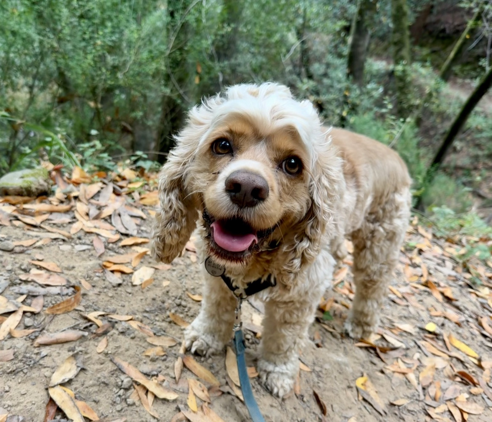 A cocker spaniel on a leafy autumn trail