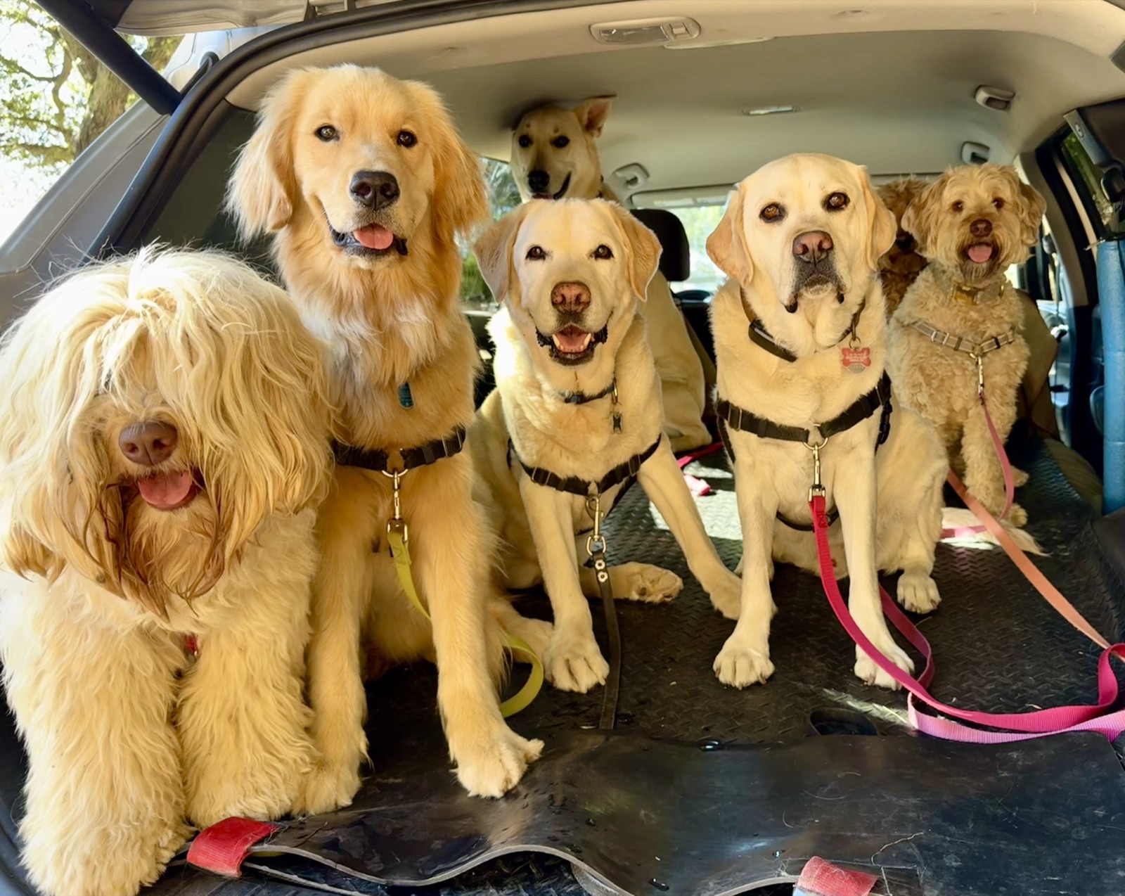 Five pack dogs lined up in the back of the vehicle