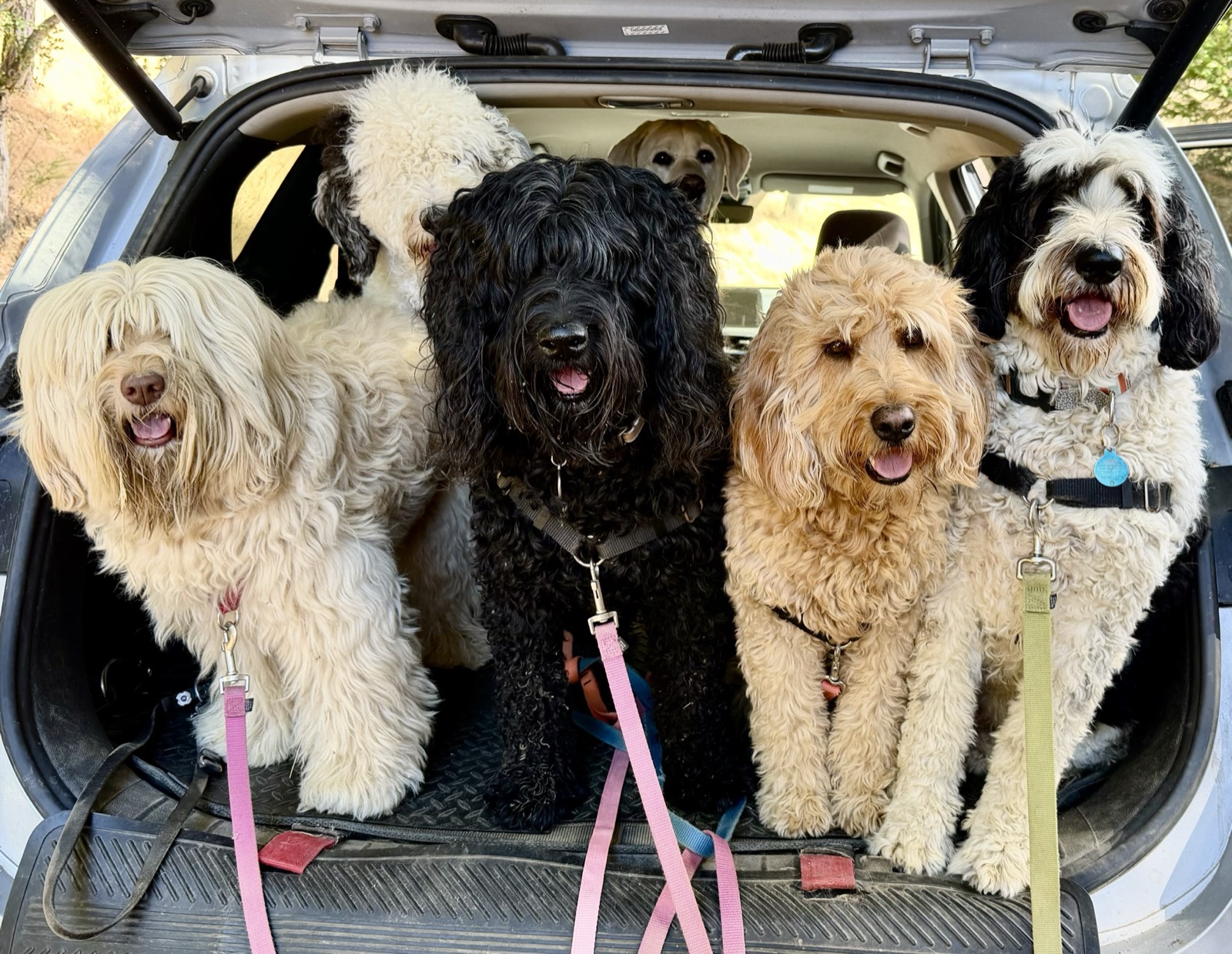 Four pack dogs sitting together in the back of the vehicle