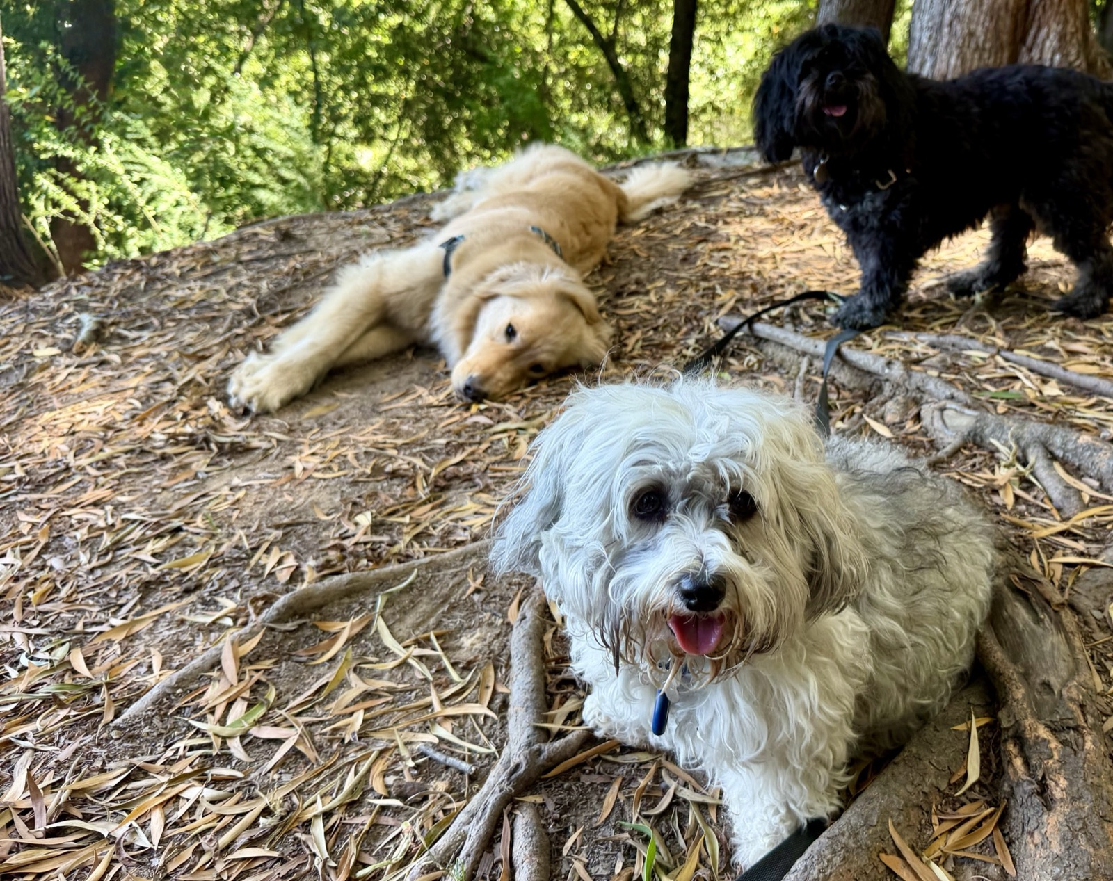 Pack dogs resting together in the shade