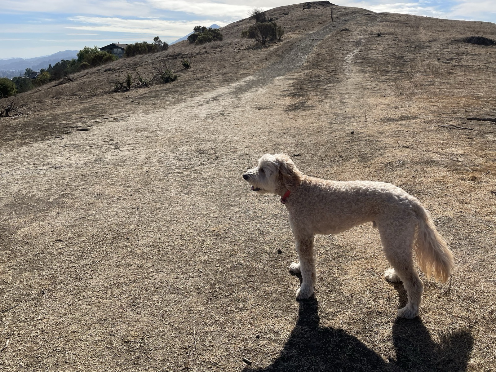 A dog pausing on an open ridge trail above Marin