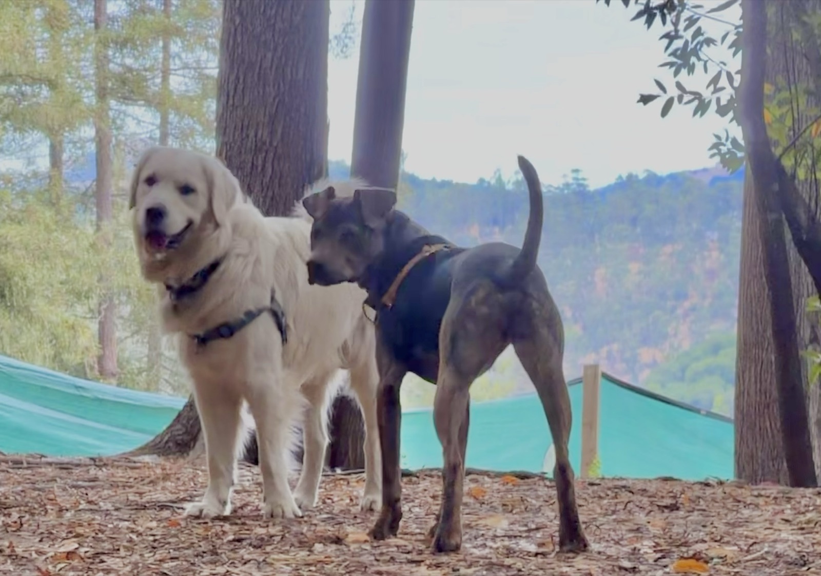 Two pack dogs on a shaded redwood trail